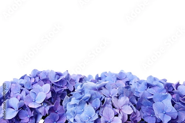 Obraz Blue hydrangea flower, over the flower you can write some text