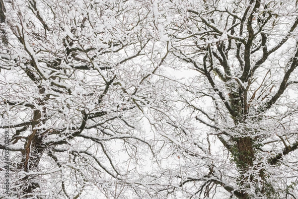 Obraz Trees covered with snow in wintertime