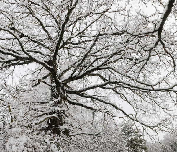 Obraz Trees covered with snow in wintertime