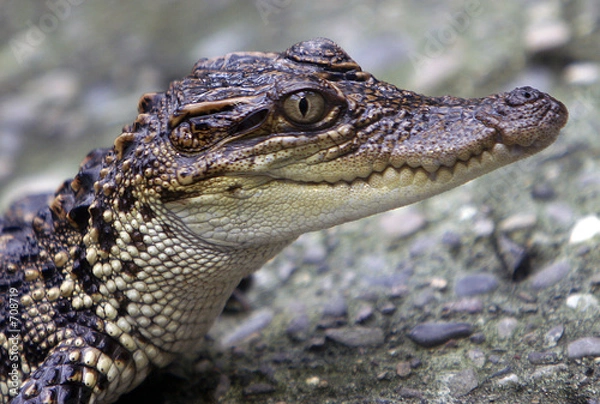 Obraz krokodil portrait