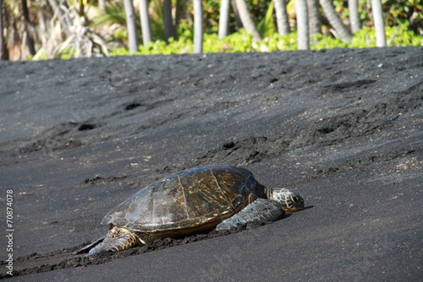 Obraz Sea Turtle on Black Sand Beach