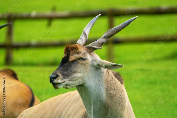 Fototapeta  Elands, największe antylopy, w zoo.