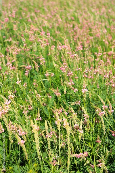 Obraz Beautiful wild flowers in the field