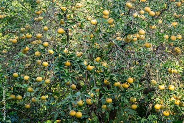 Fototapeta Plantation de pamplemousses
