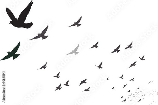 Fototapeta Flying birds with their approaching view. Vector birds. White background. 