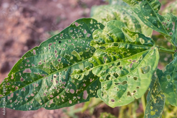 Obraz Damaged leaf from Caterpillars