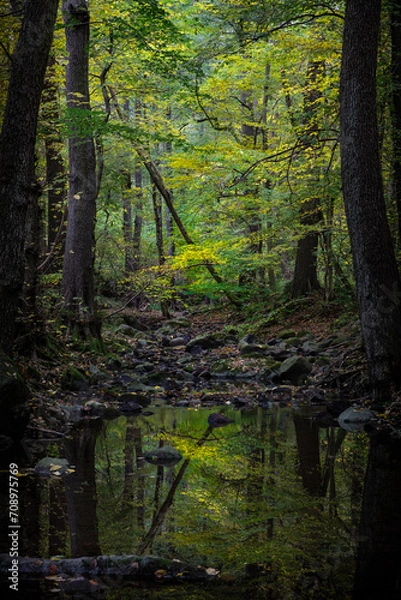 Obraz forest in autumn