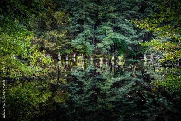 Obraz forest at a lake