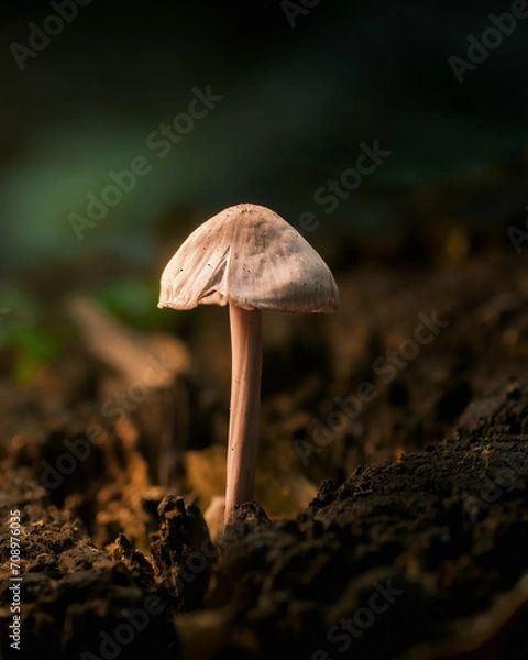 Obraz mushroom in the forest