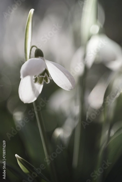 Obraz snowdrop flower in the morning