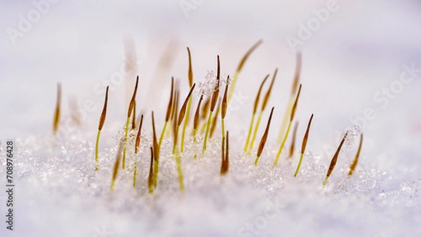 Obraz moss in snow