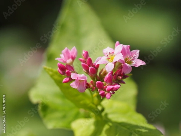Fototapeta ソバ　高嶺ルビーの花