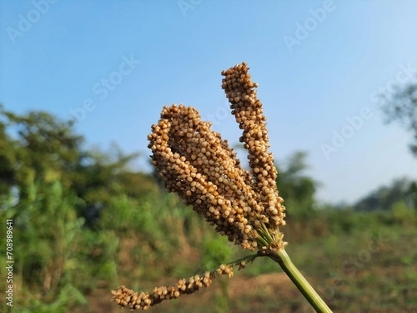 Obraz Eleusine coracana or finger millet plants closeup.