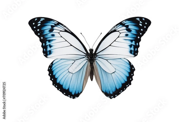 Fototapeta Butterfly is white with a black pattern and light blue tint isolated on a white background Morpho po