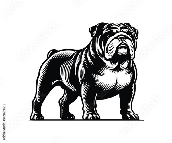 Obraz English bulldog vector
