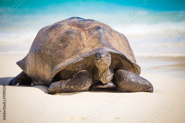 Fototapeta Riesenschildkröte Seychellen