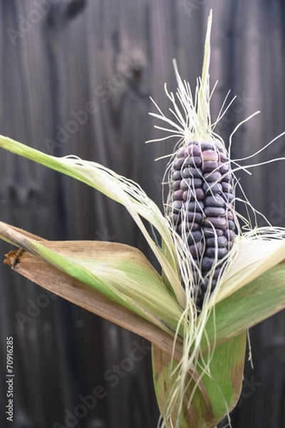 Fototapeta Image of multi-colored Heirloom Sweet Corn in front of fence