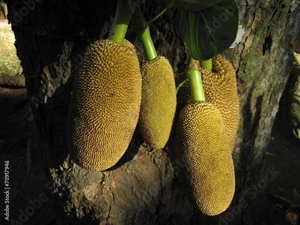Fototapeta Jackfruchtbaum-Früchte am Jackfruchtbaum
