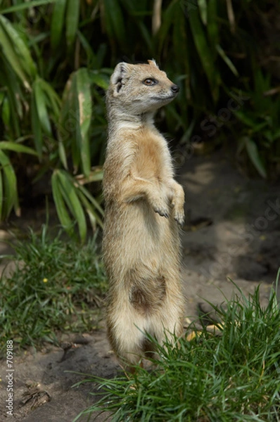 Fototapeta yellow mongoose standing up