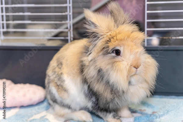 Obraz Królik Lwi - przed klatką w domu