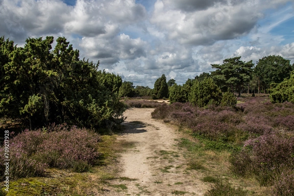 Obraz Heidelandschaft