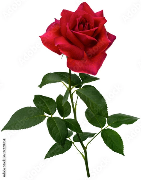 Obraz Dark red rose with green leaves isolated on transparent background