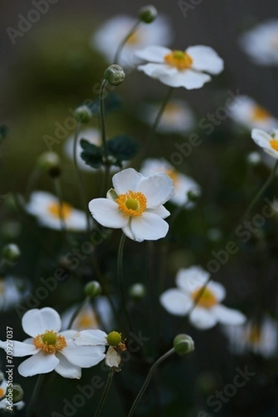 Obraz 満開のシュウメイギク