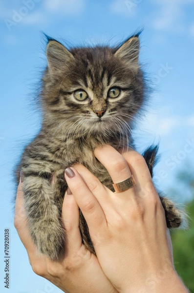 Obraz Котенок в руках