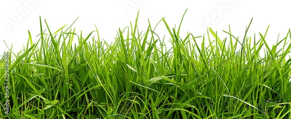 Fototapeta Healthy Green Grass Patch Isolation