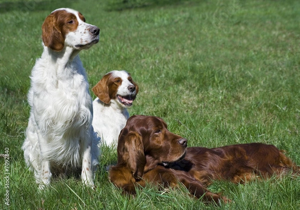 Obraz Irish setter trio
