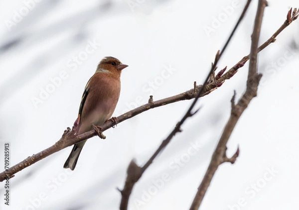 Fototapeta Chaffinch "Fringilla coelebs" bird, perched on winter branch with cold sky background. Dublin, Ireland