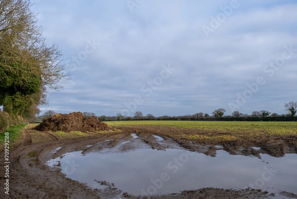 Fototapeta Pile of manure in an agricultural field ready for spreading in the Norfolk countryside