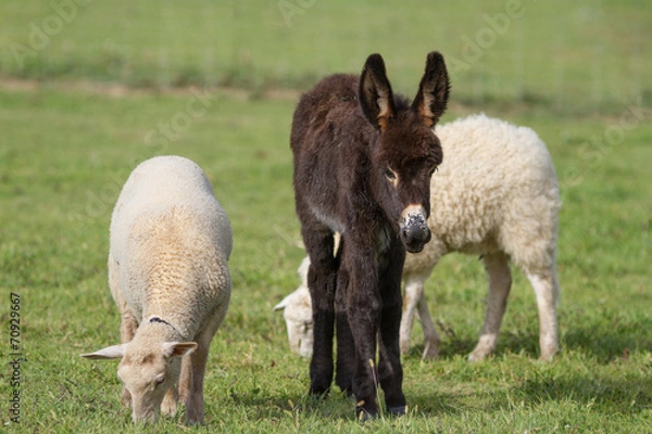 Obraz l'ânon et les brebis