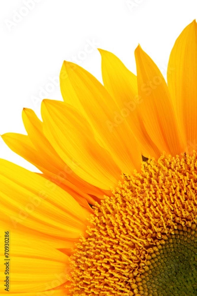 Obraz yellow sunflower