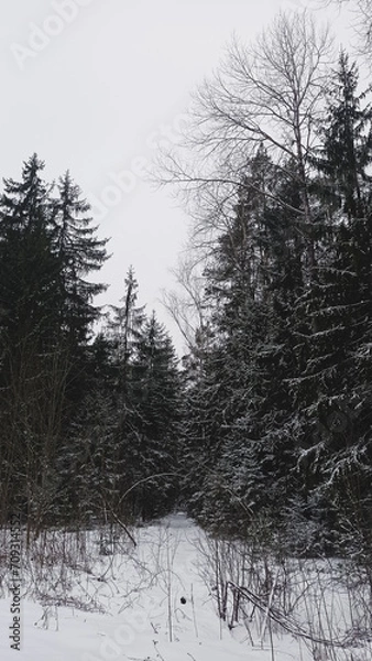 Obraz snow covered trees
