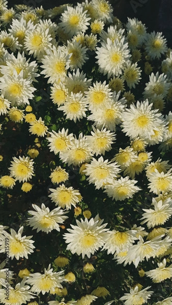 Obraz yellow flowers background