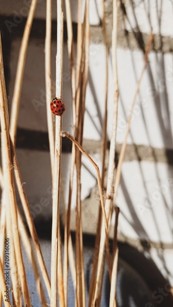 Obraz reeds in the wind