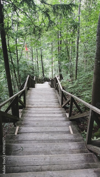 Obraz boardwalk in the forest