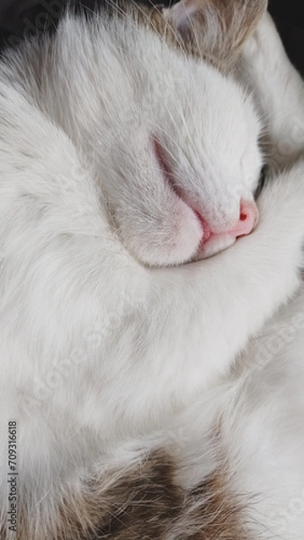 Obraz white persian cat