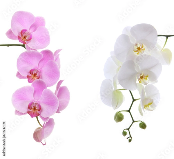 Obraz Różowy i biały delikatny orchidea