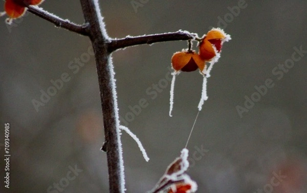 Obraz December frost on bittersweet berries Sugar Run Pennsylvania