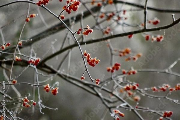 Obraz December frost on bittersweet berries Sugar Run Pennsylvania