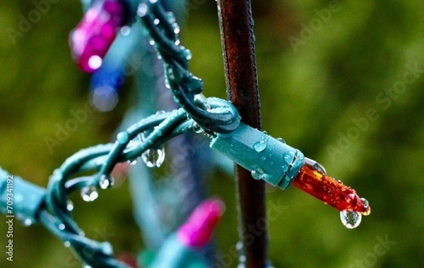 Obraz Preparing for the holiday - hanging up the lights -Raindrops on the unlit Christmas lights 