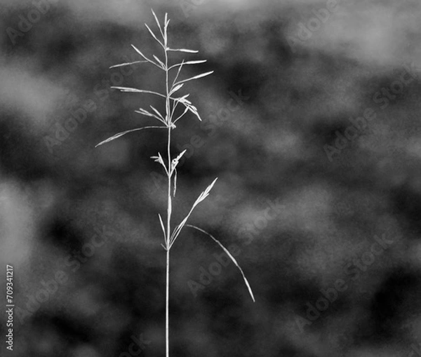 Obraz Frosted frozen stalk of high grass Sugar Run Pennsylvania