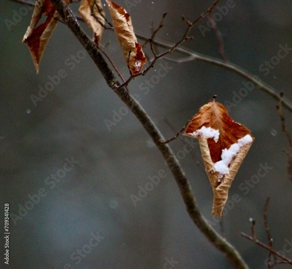 Obraz Forest fall leaves wrap curl and embrace the December snowflakes Jenningsville Pennsylvania