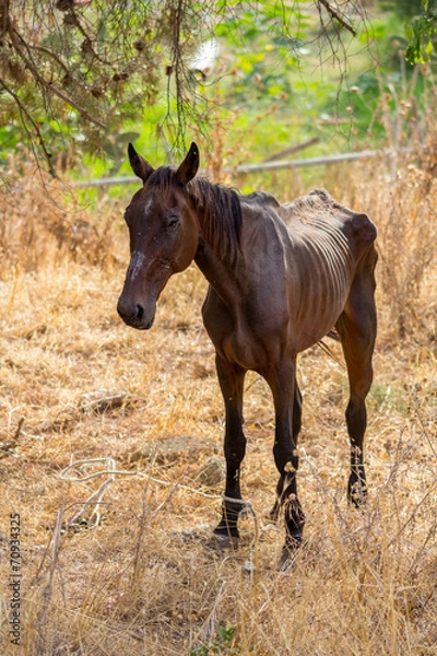 Obraz Skinny horse