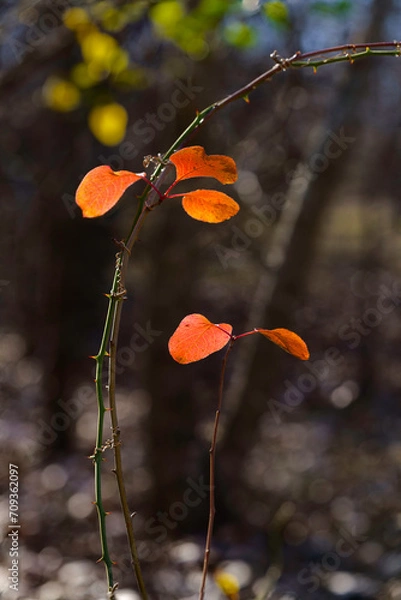 Obraz A small Bradford pear tree in a woodland showing off its autumnal beauty while a briar vine uses its tendrils to suppport itself on the small tree.