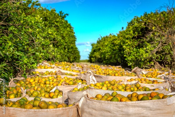 Obraz Orange harvest in a sunny day, Brazil's countrysie