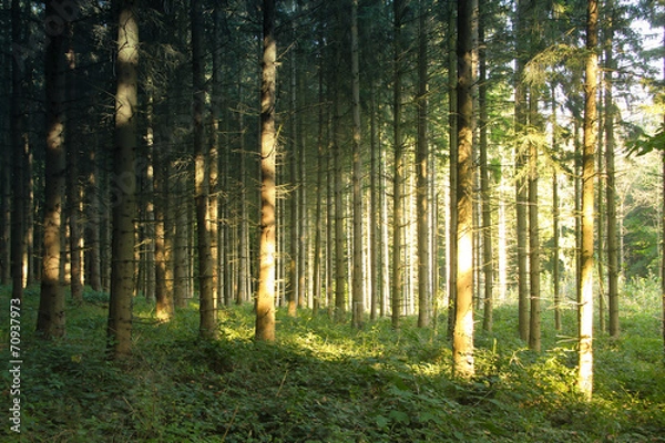 Fototapeta Lichtflut