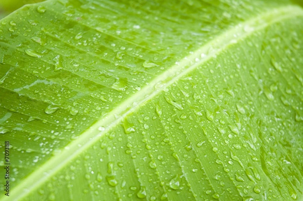 Obraz water on leaf